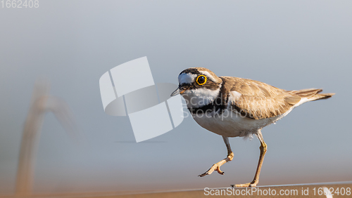 Image of Little ringed plover (Charadrius dubius) in summer