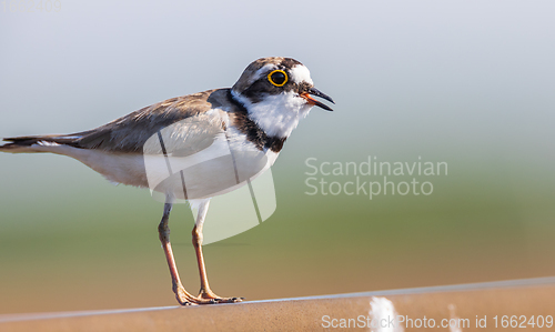 Image of Little ringed plover (Charadrius dubius) in summer