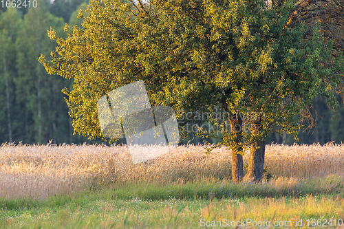 Image of Old pear tree in summer