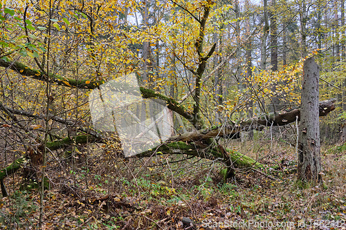 Image of Deciduous forest in autumn cloudy day