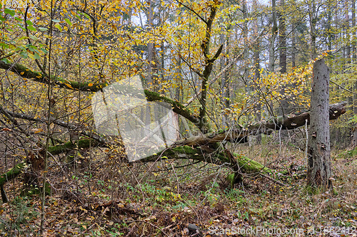 Image of Deciduous forest in autumn cloudy day