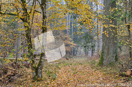 Image of Deciduous forest in autumn cloudy day