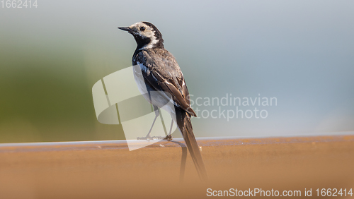 Image of White wagtail (Motacilla alba) in summer