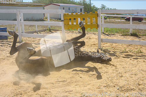 Image of The horse rolls and rolls on the sand, raising clouds of dust