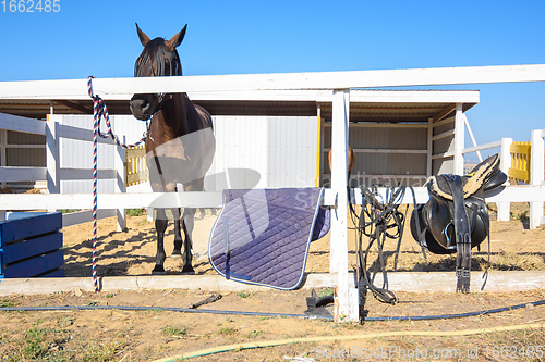 Image of There is a saddle and a rug on the fence, a horse is tied behind the fence