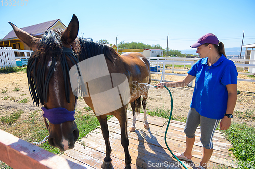 Image of A girl pours water on a horse on a hot summer day