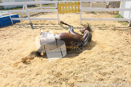 Image of After bathing, the horse fell on its back and is lying on the ground