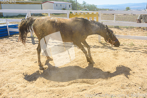 Image of The horse, after bathing, is rolling in the sand and shaking itself off