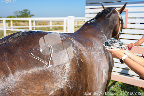 Image of A heart is drawn on the thigh of a horse washed with shampoo