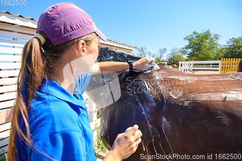 Image of The girl thoroughly washes the horse with a special brush and soap