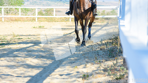 Image of Horse running on the paddock on the farm, close-up