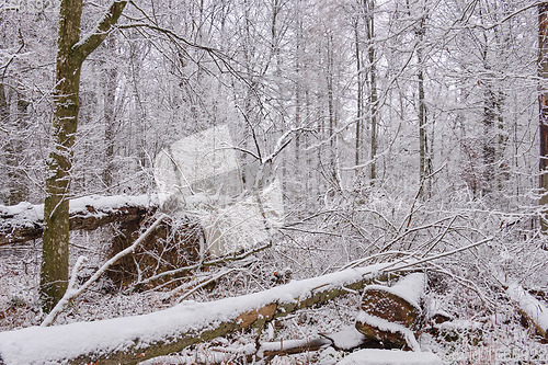 Image of Wintertime landscape of snowy deciduous stand