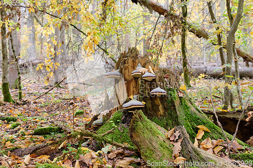 Image of Party declined broken spruce tree