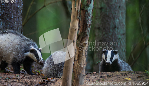 Image of European Badger couple(Meles meles) in fall evening