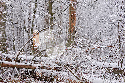 Image of Wintertime landscape of snowy deciduous stand