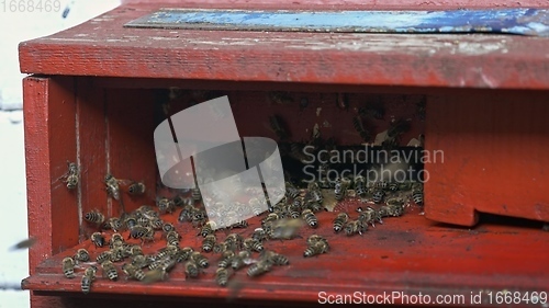 Image of Honey bees on a hive cluster