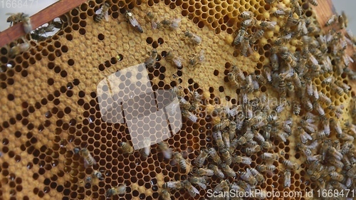 Image of Honey bees on a hive cluster