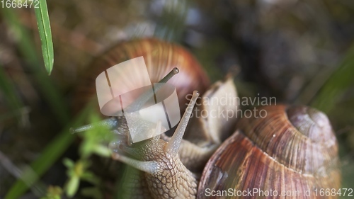 Image of Snail on ground level macro photo