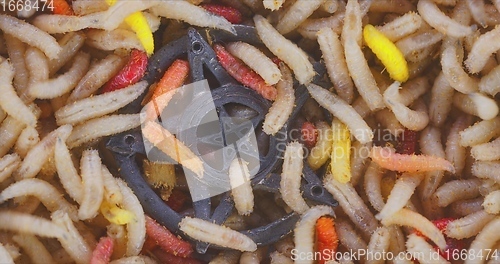 Image of Lots of worms crawling as background texture closeup footage