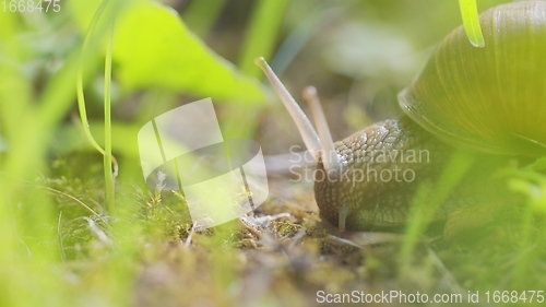 Image of Snail on ground level macro photo