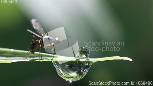 Image of Small fly on grass blade macro footage