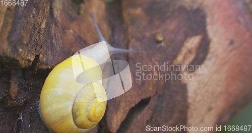 Image of Small yellow snail crawling on the tree