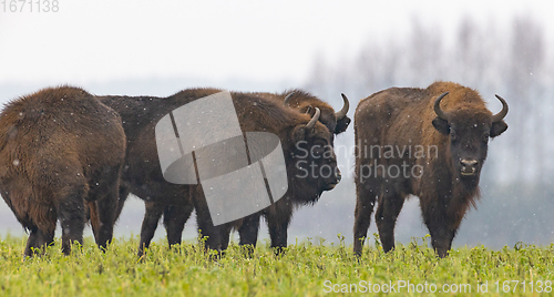 Image of European Bison herd resting in snowy field