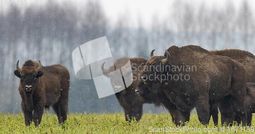 Image of European Bison herd resting in snowy field