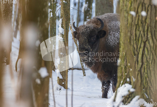 Image of European Bison(Bison bonasus) female