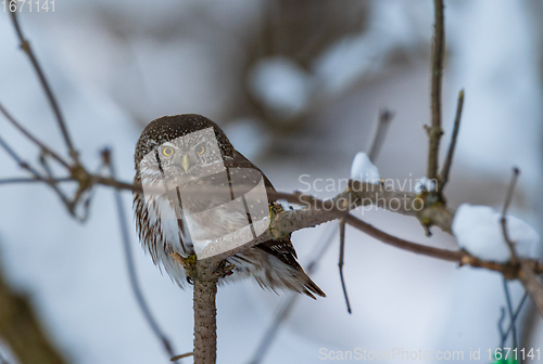 Image of Eurasian pygmy owl (Glaucidium passerinum) in winter