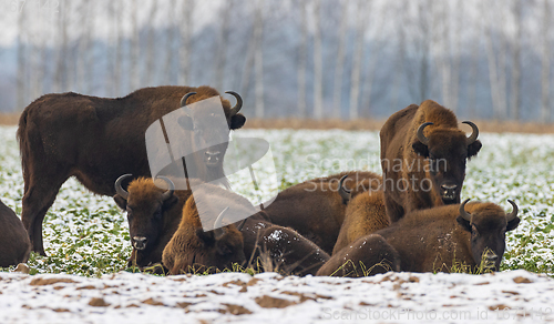 Image of European Bison herd resting in snowy field