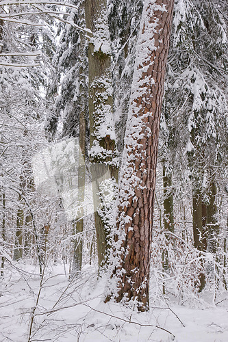 Image of Wintertime landscape of snowy deciduous stand