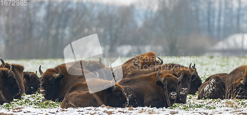 Image of European Bison herd resting in snowy field