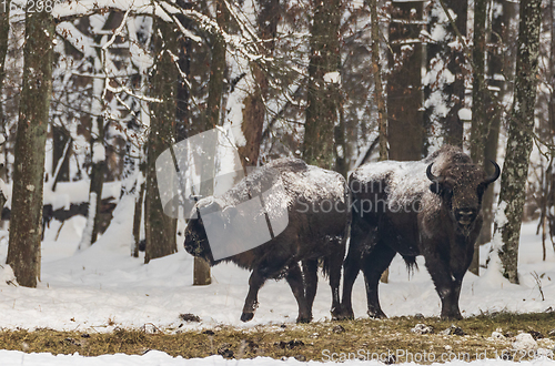 Image of European bison(Bison bonasus) herd