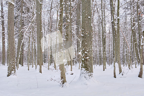 Image of Wintertime landscape of snowy deciduous stand