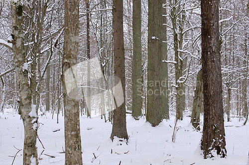 Image of Wintertime landscape of snowy deciduous stand