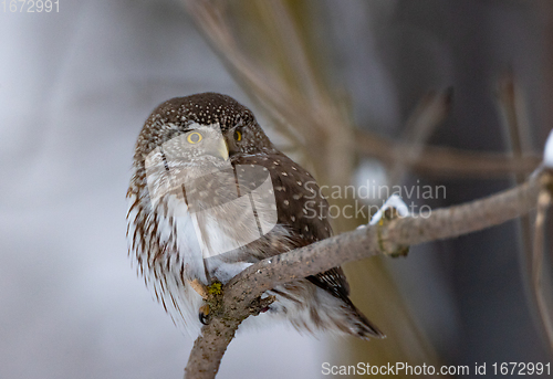 Image of Eurasian pygmy owl (Glaucidium passerinum) in winter