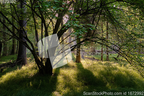 Image of Light entering rich deciduous forest