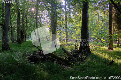 Image of Light entering rich deciduous forest