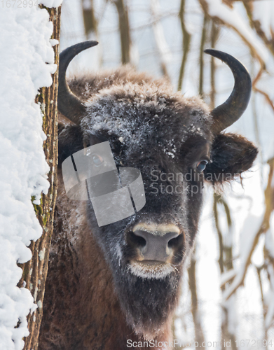 Image of European Bison(Bison bonasus) cow head