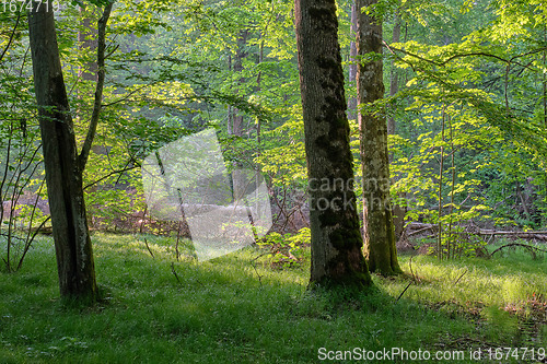 Image of Light entering rich deciduous forest