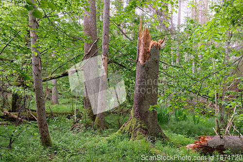 Image of Springtime deciduous stand with old broken spruces