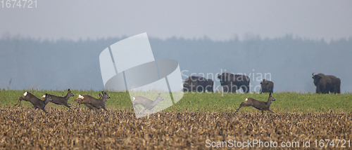 Image of Running roe deer herd in autumn field