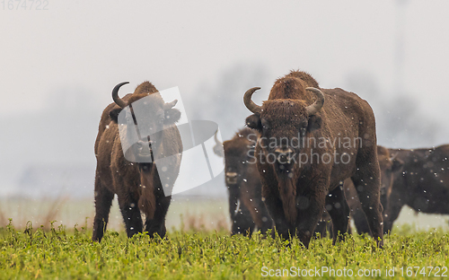 Image of European Bison herd feeding in snowy field