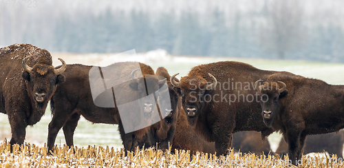 Image of European Bison herd resting in snowy field