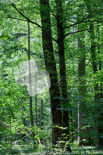 Image of Summertime deciduous primeval forest with old trees