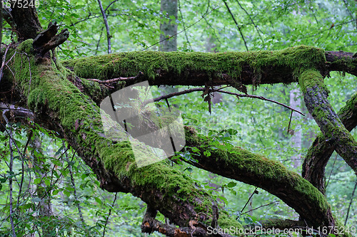 Image of Summertime deciduous primeval forest