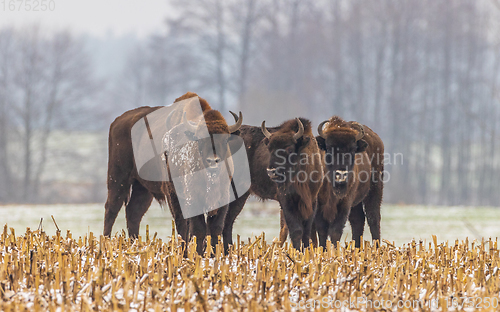 Image of European Bison herd feeding in snowy field