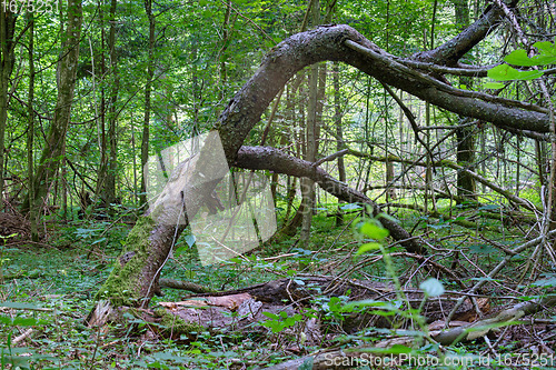 Image of Summertime deciduous primeval forest