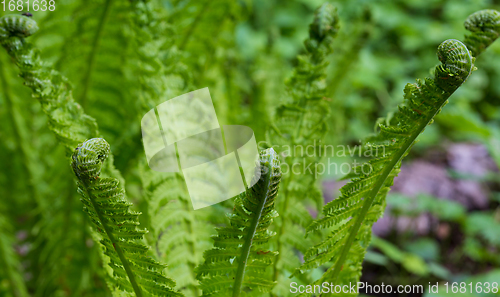Image of Fresh ferns with frondsin springtime